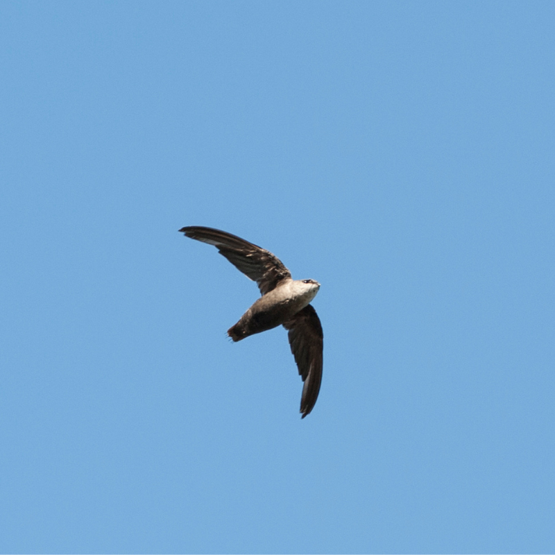 a view of a chimney swift flying